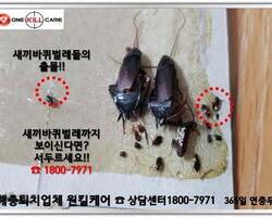 새끼바퀴벌레의 출몰!!