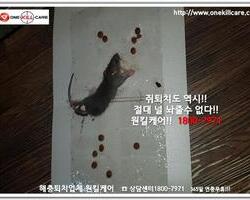 쥐퇴치현장 