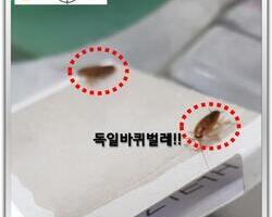 바퀴벌레퇴치 현장!!