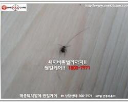 바퀴벌레 작업 현장