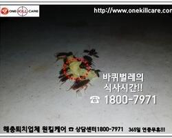 바퀴벌레 퇴치현장 2018년 7월