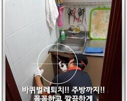 바퀴벌레퇴치현장 9/8일