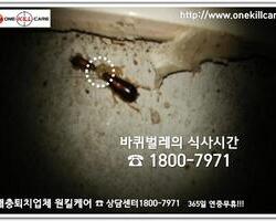 바퀴벌레식사중
