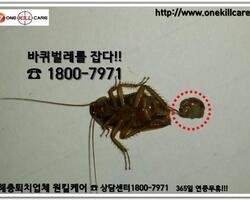바퀴벌레 알집