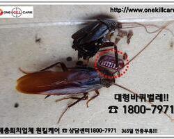 대형바퀴벌레