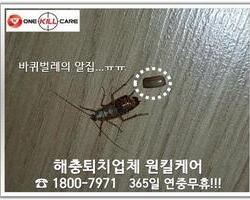 수원 바퀴벌레 작업 현장