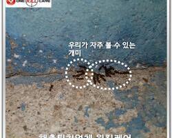 개미퇴치 현장