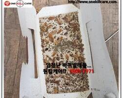 바퀴벌레 퇴치 현장에서!!