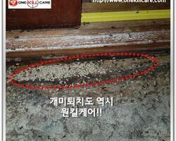 개미퇴치 현장!!