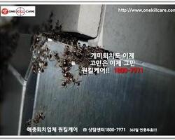 개미퇴치현장!!