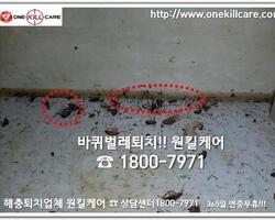 바퀴벌레 퇴치현장 2018년 7월