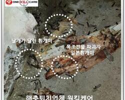 봄철 흰개미
