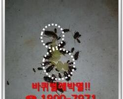 바퀴벌레 퇴치현장 2018년 7월