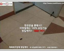 바퀴벌레 작업 현장 12월 