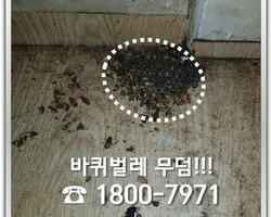 바퀴벌레 퇴치현장 2018년 7월