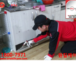 보은해충퇴치업체 작업현장
