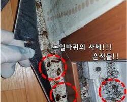 바퀴벌레 흔적과 사체
