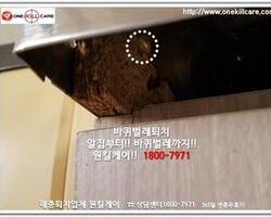 바퀴벌레 작업 현장
