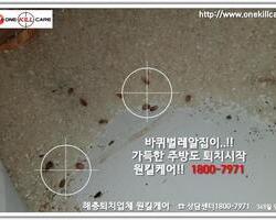 바퀴벌레퇴치현장 9/8일