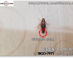 바퀴벌레 작업현장