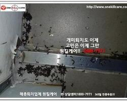 개미퇴치현장!!