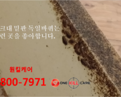 안산해충퇴치업체 원킬케어