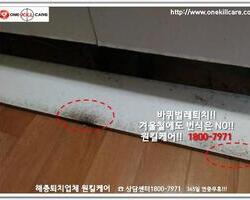 바퀴벌레 작업 현장 12월 