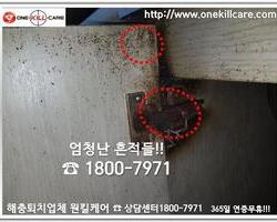 바퀴벌레 퇴치현장 2018년 7월