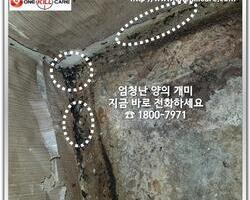 개미퇴치 현장!!