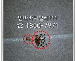 바퀴벌레새끼들 