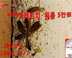 부산 동래구 바퀴벌레퇴치현장
