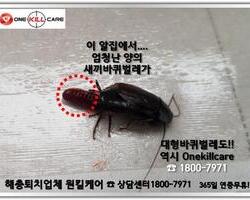 바퀴벌레알집!!