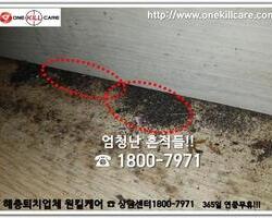 바퀴벌레 퇴치현장 2018년 7월