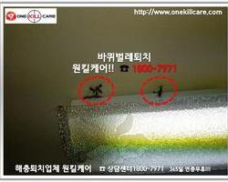 바퀴벌레퇴치 현장 10월