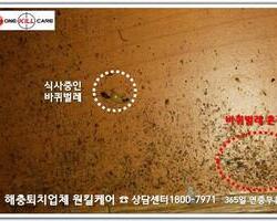 바퀴벌레 흔적들