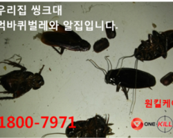 경주바퀴벌레퇴치업체 원킬케어