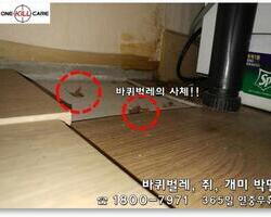 바퀴벌레 사체