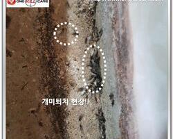 개미퇴치 현장!!