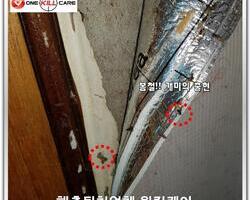 봄철 흰개미 출현