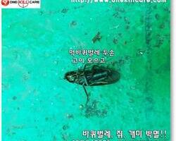 현장 먹바퀴벌레