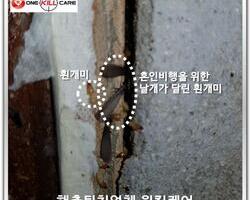 봄철 흰개미 