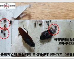 대형바퀴벌레와 새끼바퀴벌레