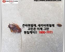 바퀴벌레 퇴치 현장에서!!