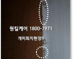 개미퇴치 현장!! 