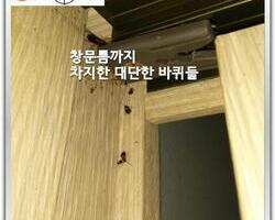 바퀴벌레 퇴치 현장