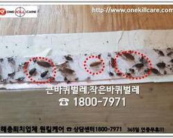 바퀴벌레 퇴치현장 2018년 7월