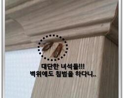 바퀴벌레 퇴치현장 