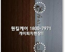 개미퇴치 현장!! 