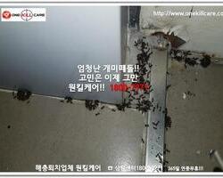 개미퇴치현장!!