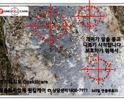 개미퇴치현장!!